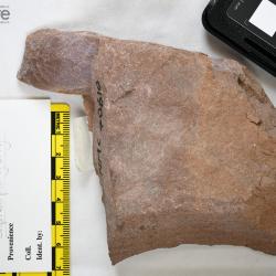 Capitaspis Elliott, 2013