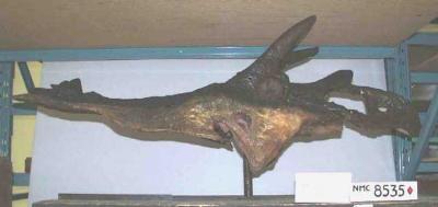 Anchiceratops ornatus