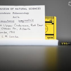 Belonostomus longirostris