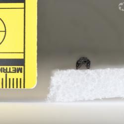 Belonostomus longirostris