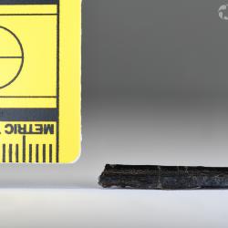 Belonostomus longirostris