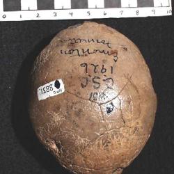 Troodon edmontonensis