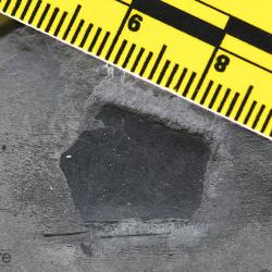 Nahanniaspis Dineley & Loeffler, 1976