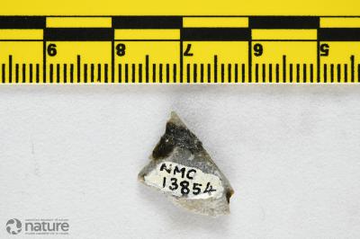 Anchipteraspis Elliott, 1984