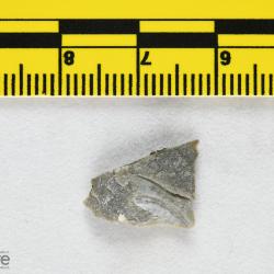 Anchipteraspis Elliott, 1984