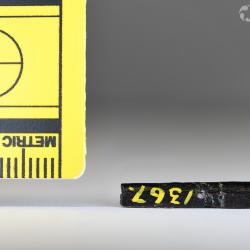 Belonostomus longirostris