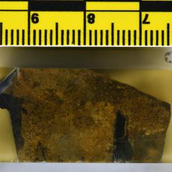 Vernonaspis Flower & Wayland-Smith, 1952