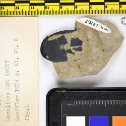 Asketaspis Dineley & Loeffler, 1976