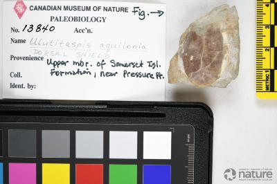 Ulutitaspis Elliott, 1984