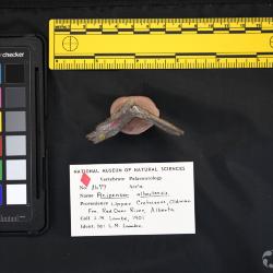 Acipenser albertensis