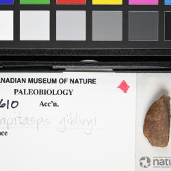 Capitaspis Elliott, 2013