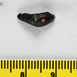 Helodus Agassiz, 1838