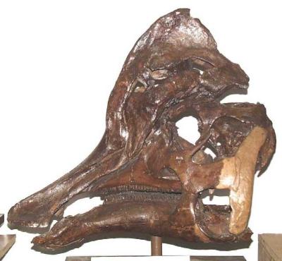 Corythosaurus casuarius