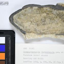 Canadapteraspis Dineley & Loeffler, 1976