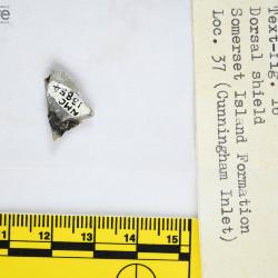 Anchipteraspis Elliott, 1984