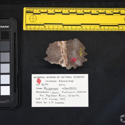 Acipenser albertensis