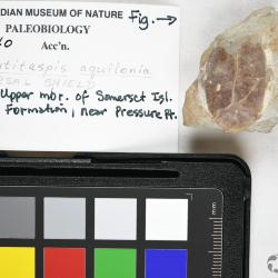 Ulutitaspis Elliott, 1984