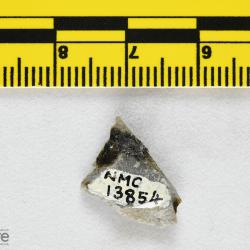 Anchipteraspis Elliott, 1984