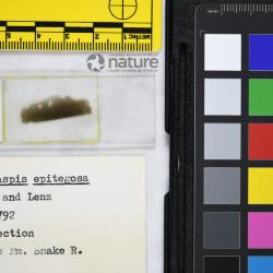 Vernonaspis Flower & Wayland-Smith, 1952