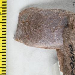 Capitaspis Elliott, 2013