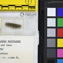 Vernonaspis Flower & Wayland-Smith, 1952