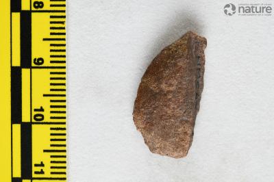 Capitaspis Elliott, 2013