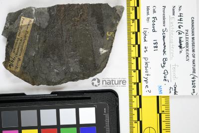 Eusthenopteron foordi