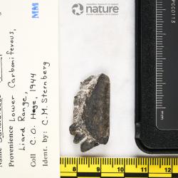 Sandalodus Newberry & Worthen, 1866