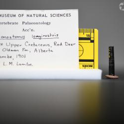 Belonostomus longirostris