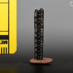 Belonostomus longirostris