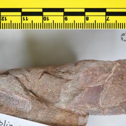 Capitaspis Elliott, 2013