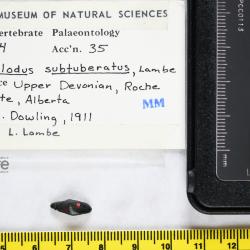 Helodus Agassiz, 1838