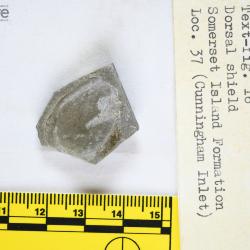 Anchipteraspis Elliott, 1984