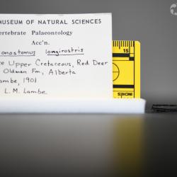 Belonostomus longirostris