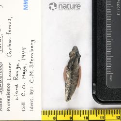 Sandalodus Newberry & Worthen, 1866