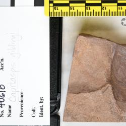 Capitaspis Elliott, 2013