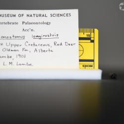 Belonostomus longirostris