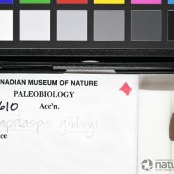 Capitaspis Elliott, 2013