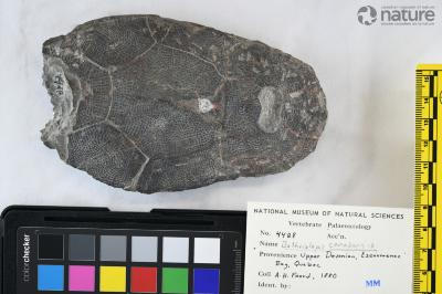 Bothriolepis canadensis