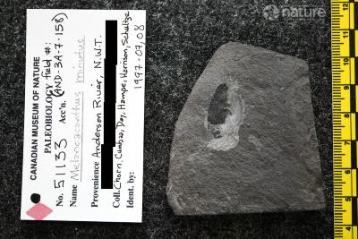 Melanoacanthus Cumbaa & Schultze, 2002