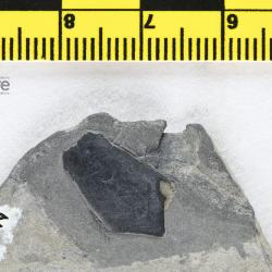 Nahanniaspis Dineley & Loeffler, 1976