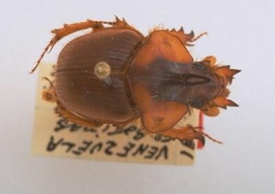 Athyreus horatioi