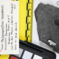 Melanognathus canadensis