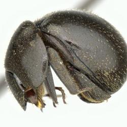 Astaenomoechus hispidus
