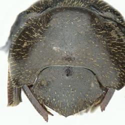 Astaenomoechus hispidus