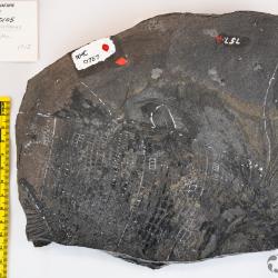 Elonichthys cupidineus