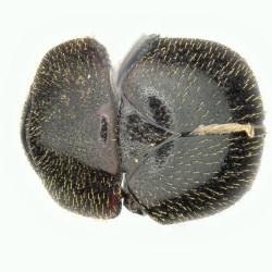 Astaenomoechus solisi