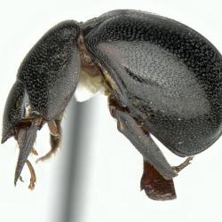 Astaenomoechus cavei