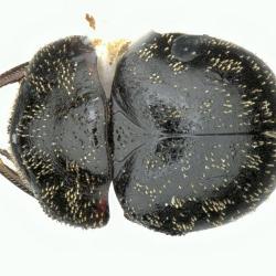 Astaenomoechus paniculus