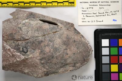 Boothiaspis Broad, 1973